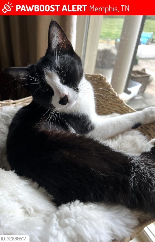 Lost Female Cat last seen Alfred Drive and Patricia Ellen Drive , Memphis, TN 38133