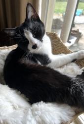 Lost Female Cat last seen Alfred Drive and Patricia Ellen Drive , Memphis, TN 38133