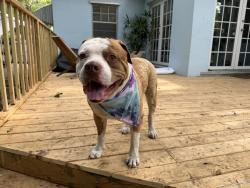 Found/Stray Male Dog last seen NW 35th st and NW 55th st , Miami, FL 33133