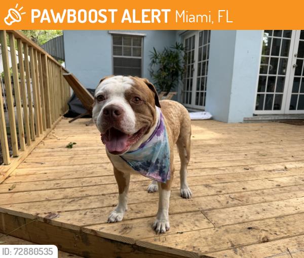 Found/Stray Male Dog last seen NW 35th st and NW 55th st , Miami, FL 33133