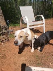 Lost Male Dog last seen Near Gibson woods trail , Greer, SC 29651
