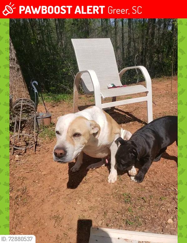 Lost Male Dog last seen Near Gibson woods trail , Greer, SC 29651