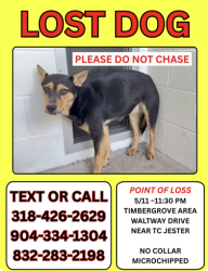 Lost Female Dog last seen Waltway and TC Jester 77008, Houston, TX 77018
