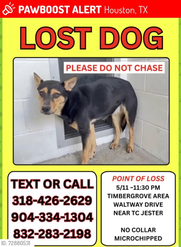 Lost Female Dog last seen Waltway and TC Jester 77008, Houston, TX 77018