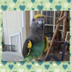 Lost Female Bird last seen Garbani and Byers (dirt roads), Menifee, CA 92584