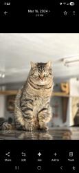 Lost Male Cat last seen Mayfair and s Circle dr, Belgrade, MT 59714