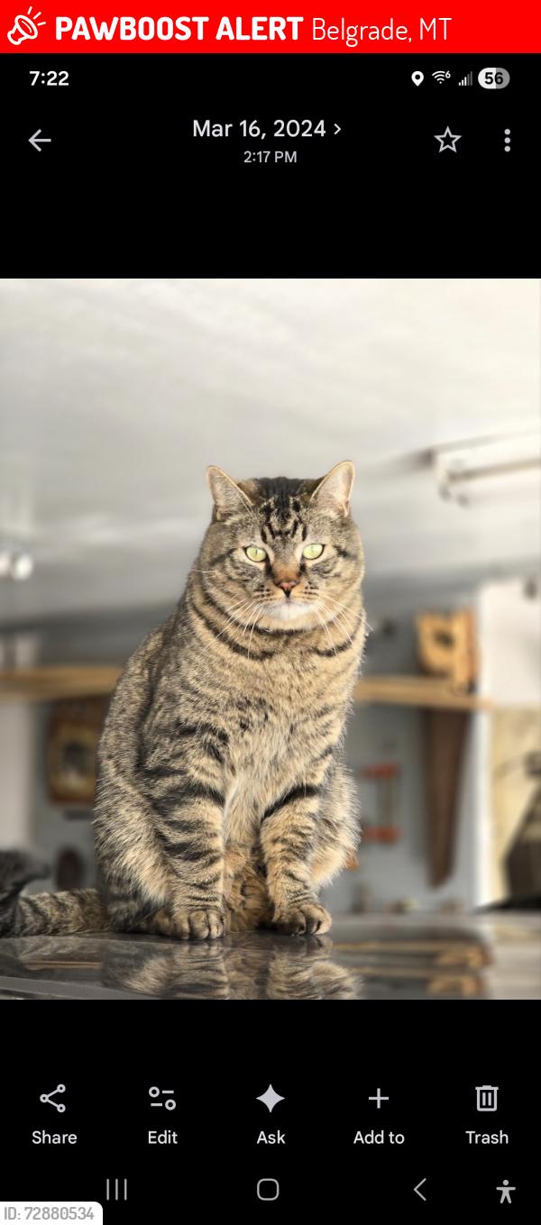 Lost Male Cat last seen Mayfair and s Circle dr, Belgrade, MT 59714