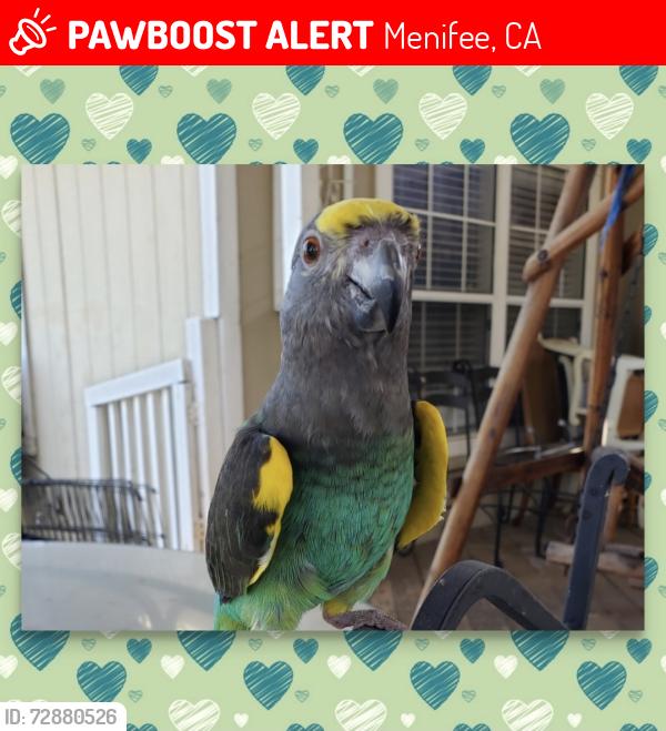 Lost Female Bird last seen Garbani and Byers (dirt roads), Menifee, CA 92584