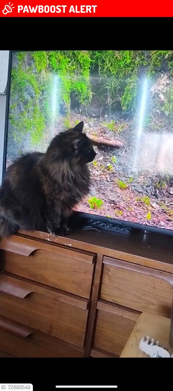 Lost Female Cat last seen Lynn Ave & Ouray Ave, Colorado Springs, CO 80906