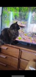 Lost Female Cat last seen Lynn Ave & Ouray Ave, Colorado Springs, CO 80906