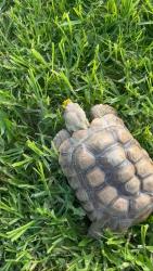 Lost Unknown Reptile last seen Nancita St. and Greenleaf Ave.Anaheim , Anaheim, CA 92801