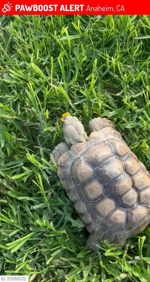 Lost Unknown Reptile last seen Nancita St. and Greenleaf Ave.Anaheim , Anaheim, CA 92801