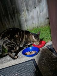 Found/Stray Female Cat last seen glen Meadows circle Melbourne 32935 , Melbourne, FL 32935