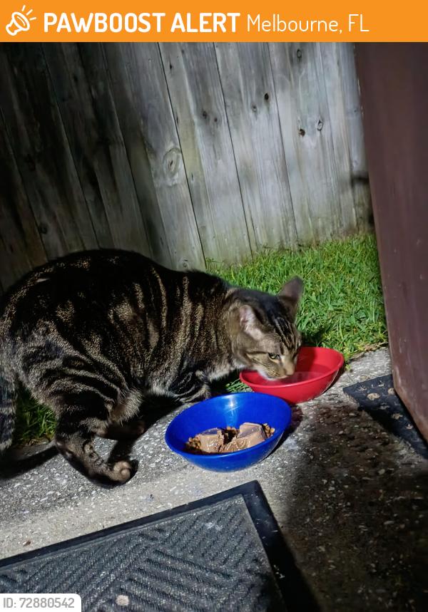 Found/Stray Female Cat last seen glen Meadows circle Melbourne 32935 , Melbourne, FL 32935
