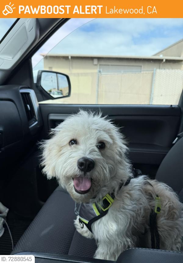 Found/Stray Male Dog last seen Candlewood and Woodruff, Lakewood, CA 90713