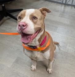 Shelter Stray Female Dog last seen Near Beyer, Chula Vista, CA, 91911, San Diego, CA 92110