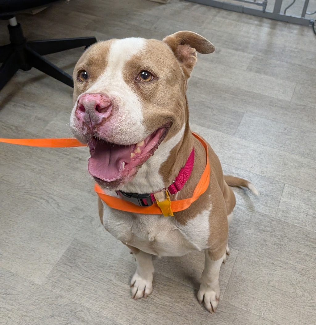 Shelter Stray Female Dog last seen Near Beyer, Chula Vista, CA, 91911, San Diego, CA 92110