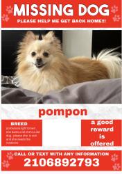 Lost Female Dog last seen ., San Antonio, TX 78217