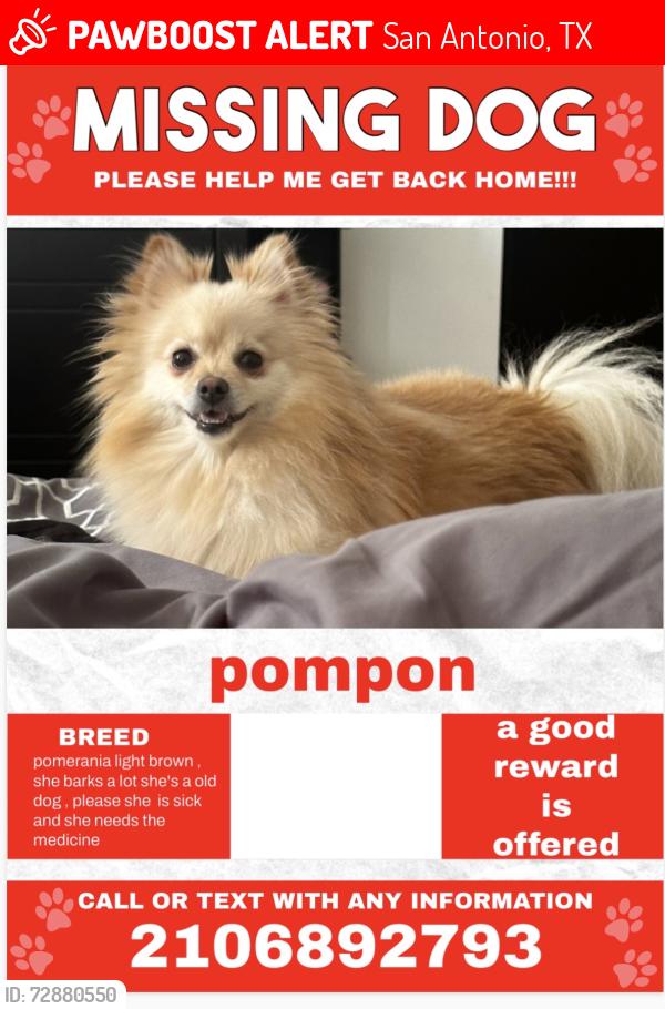Lost Female Dog last seen ., San Antonio, TX 78217