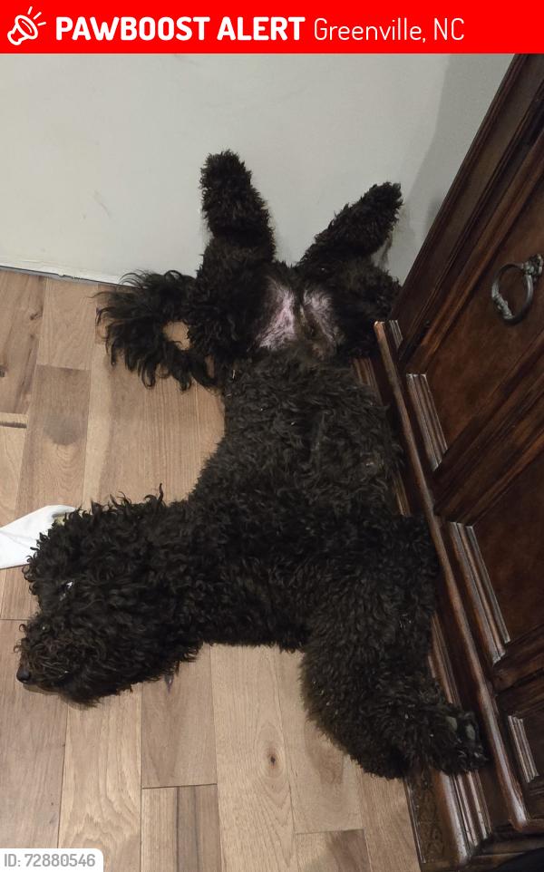 Lost Male Dog last seen Oakley Rd, Worthington- Warren Rd, Greenville, NC 27834