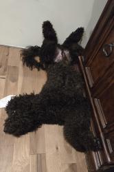 Lost Male Dog last seen Oakley Rd, Worthington- Warren Rd, Greenville, NC 27834