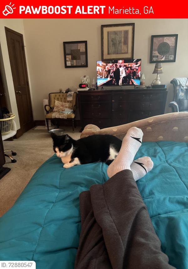 Lost Female Cat last seen Sherifield dr and Hampton lake , Marietta, GA 30068