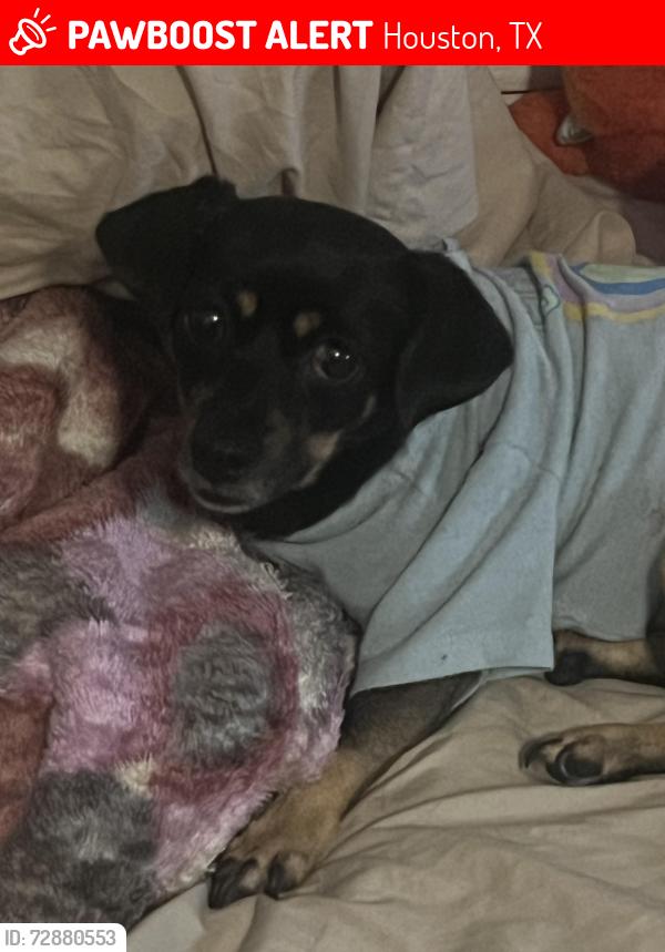 Lost Female Dog last seen Next to a church , Houston, TX 77029