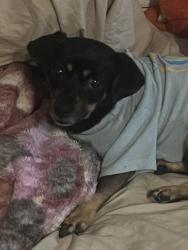 Lost Female Dog last seen Next to a church , Houston, TX 77029