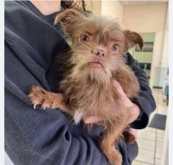 Lost Male Dog last seen 14th and Genoa, Lubbock, TX 79416