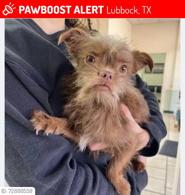 Lost Male Dog last seen 14th and Genoa, Lubbock, TX 79416
