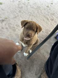 Lost Female Dog last seen Produce stand off of 84 in long county, maple rd, Ludowici, GA 31316