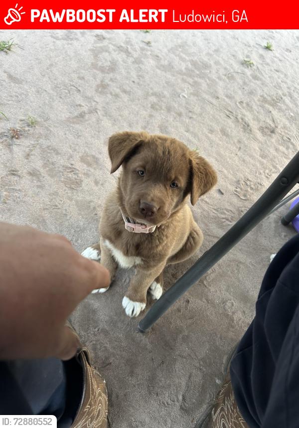 Lost Female Dog last seen Produce stand off of 84 in long county, maple rd, Ludowici, GA 31316