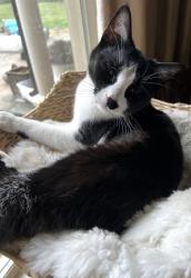 Lost Female Cat last seen Davies Plantation Alfred Drive and Patricia Ellen Druve, Bartlett, TN 38133