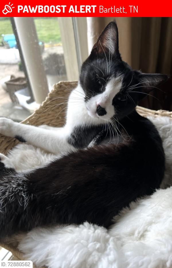 Lost Female Cat last seen Davies Plantation Alfred Drive and Patricia Ellen Druve, Bartlett, TN 38133