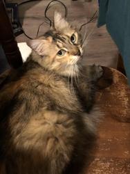 Lost Female Cat last seen W Earhart and 3rd Ave , Bremerton, WA 98312