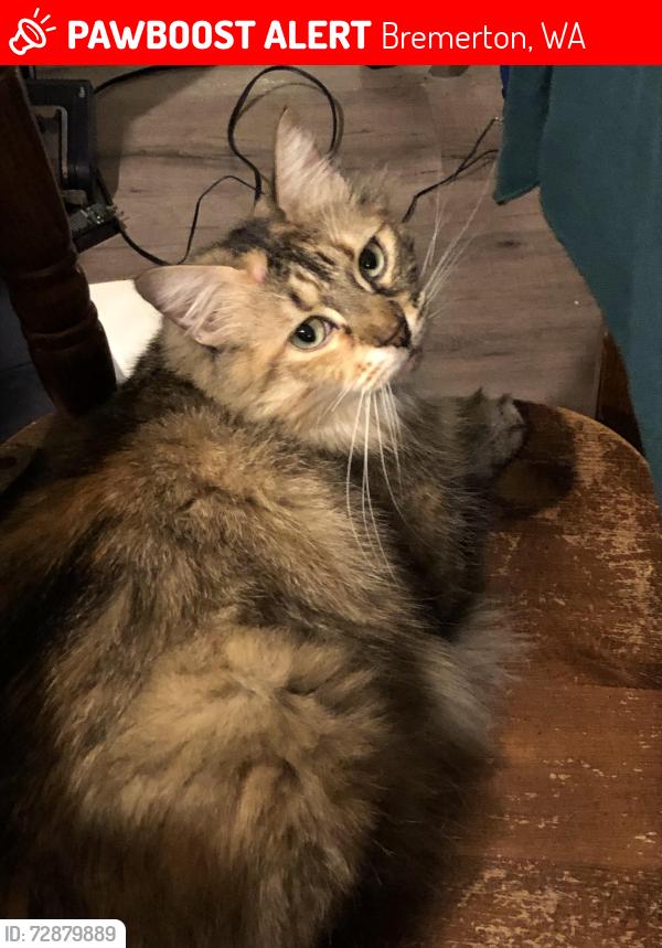 Lost Female Cat last seen W Earhart and 3rd Ave , Bremerton, WA 98312