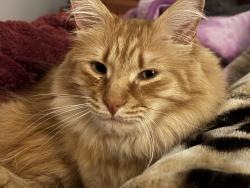 Reunited Male Cat last seen Near Dogwood Drive in King, King, NC 27021