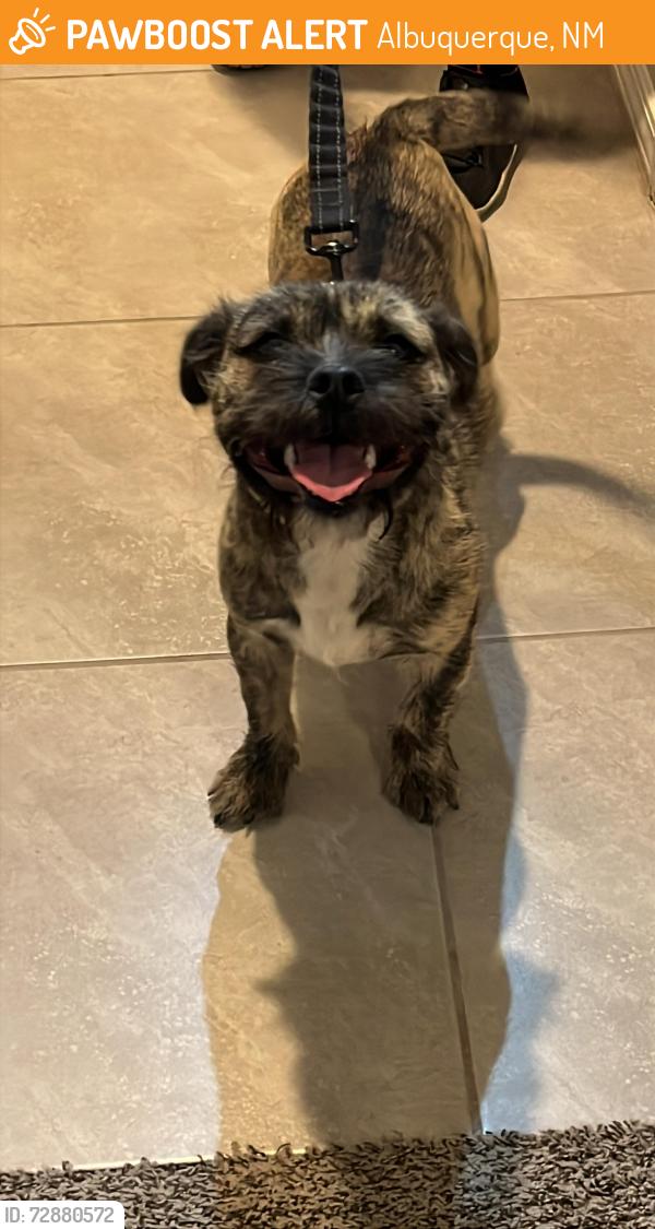 Found/Stray Female Dog last seen Inside Aspire neighborhood, Albuquerque, NM 87121