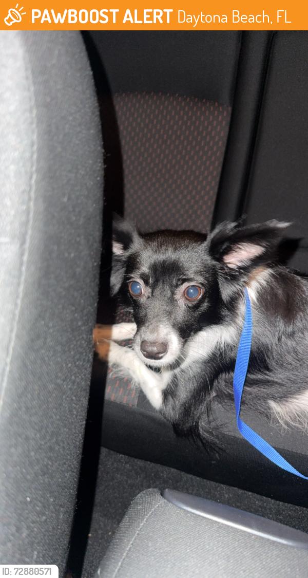 Found/Stray Female Dog last seen In front of Studio 21 Tattoo and by streamline hotel. , Daytona Beach, FL 32118