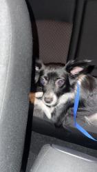 Found/Stray Female Dog last seen In front of Studio 21 Tattoo and by streamline hotel. , Daytona Beach, FL 32118