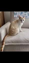 Lost Male Cat last seen Gaston Dr & Feller Cove, San Diego, CA 92126