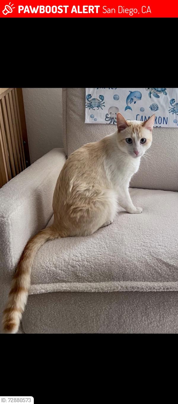 Lost Male Cat last seen Gaston Dr & Feller Cove, San Diego, CA 92126