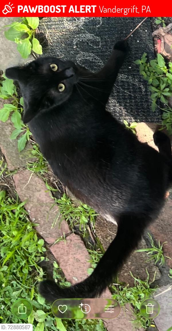 Lost Female Cat last seen Lowell street and Howell street, Vandergrift, PA 15690
