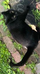 Lost Female Cat last seen Lowell street and Howell street, Vandergrift, PA 15690