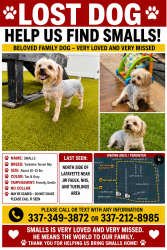 Lost Male Dog last seen Willlow st, Lafayette, LA 70501