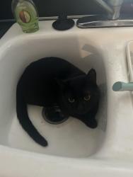 Lost Male Cat last seen Schomburg road , Columbus, GA 31909
