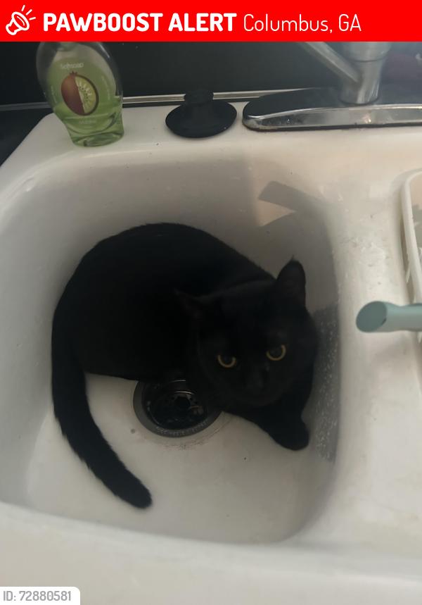 Lost Male Cat last seen Schomburg road , Columbus, GA 31909