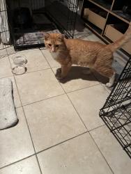 Found/Stray Unknown Cat last seen Near Hartel st, Philadelphia, PA 19111