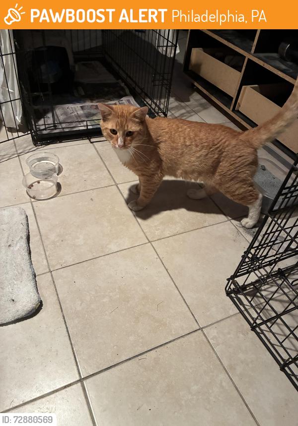 Found/Stray Unknown Cat last seen Near Hartel st, Philadelphia, PA 19111