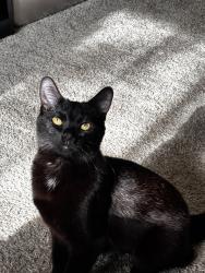 Reunited Female Cat last seen Harbour apmts, Clinton Township, MI 48038